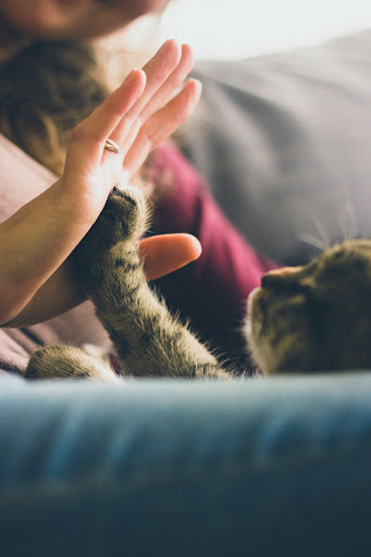 human hand and cat paw touching