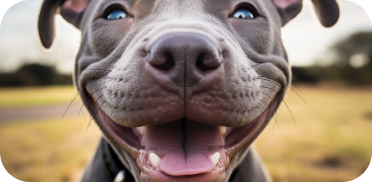 AI Generated Image of a happy pitbull's face.